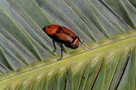 Escaravelho da Palmeira - CM Sesimbra